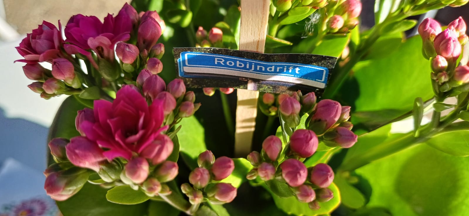 https://www.nieuwegeinsewijken.nl/batau-zuid/upload/afbeeldingen/burendagrobijn1.jpg