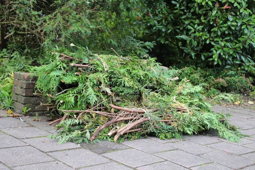 Afbeelding met grond, buiten, boom, plant
Automatisch gegenereerde beschrijving