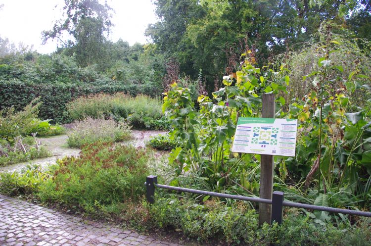 https://www.nieuwegeinsewijken.nl/batau-zuid/upload/afbeeldingen/kruidentuin.jpg